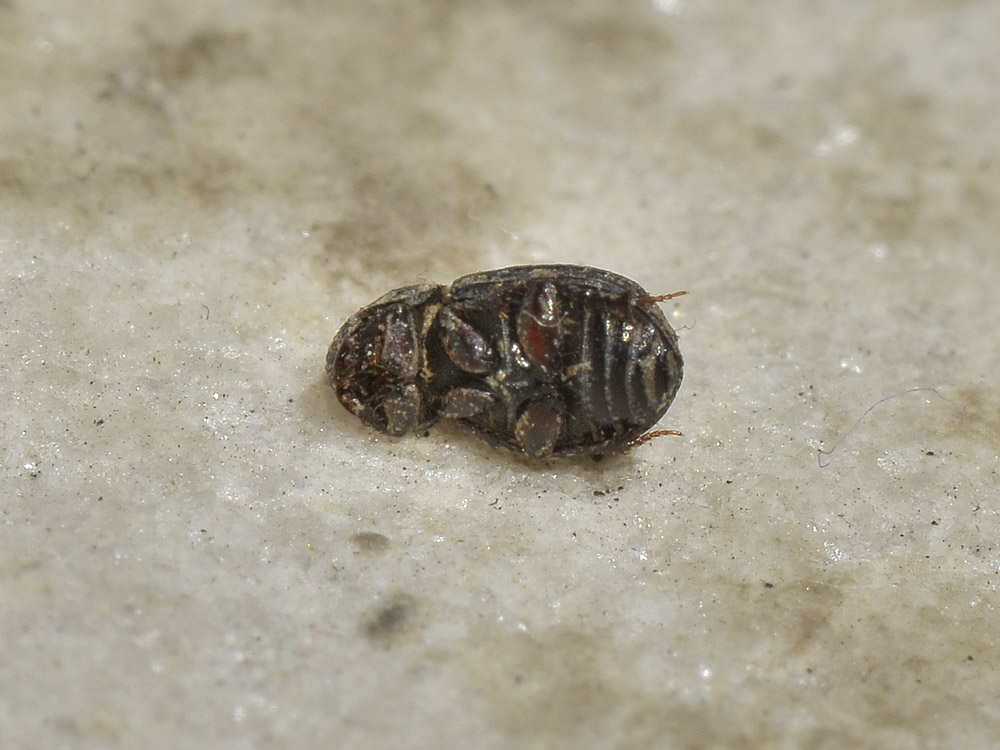 Diastictus vulneratus (Aphodiidae)